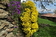 Spettacolo di fiori ai prati della Pigolotta di Valtorta il 9 maggio 2020  - FOTOGALLERY